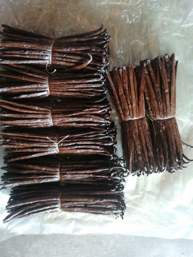 Vanille bourbon 18cm