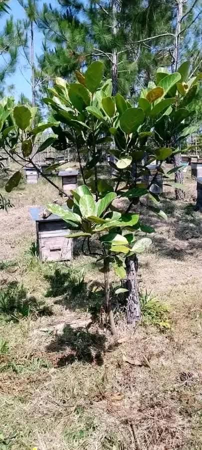 250gr de Miel de Mokarana en BOCAL MAGIQUE/ miel du Sud-est de Madagascar – Image 9