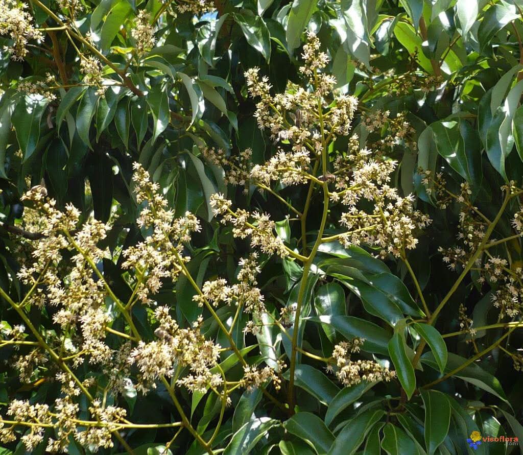 900gr de Miel de Litchi en BOCAL MAGIQUE/ Miel de Sud-est de Madagascar – Image 7