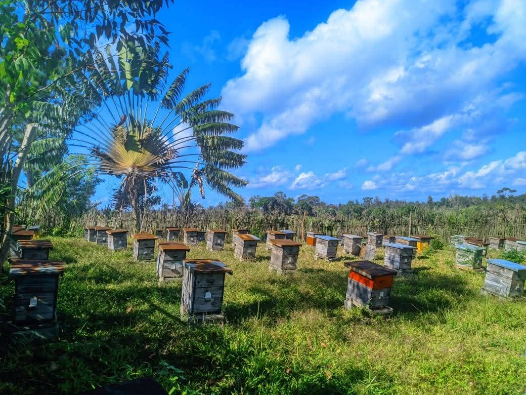 250gr de Miel de Mokarana en BOCAL MAGIQUE/ miel du Sud-est de Madagascar – Image 6